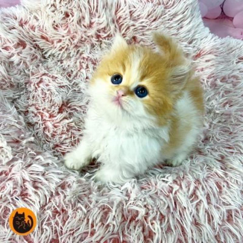 販売中の大阪府のスコティッシュフォールド-140104の1枚目