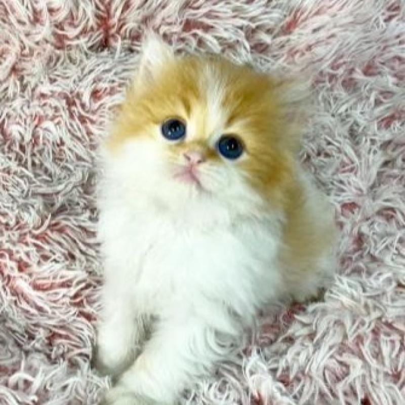 販売中の大阪府のスコティッシュフォールド-140104の6枚目