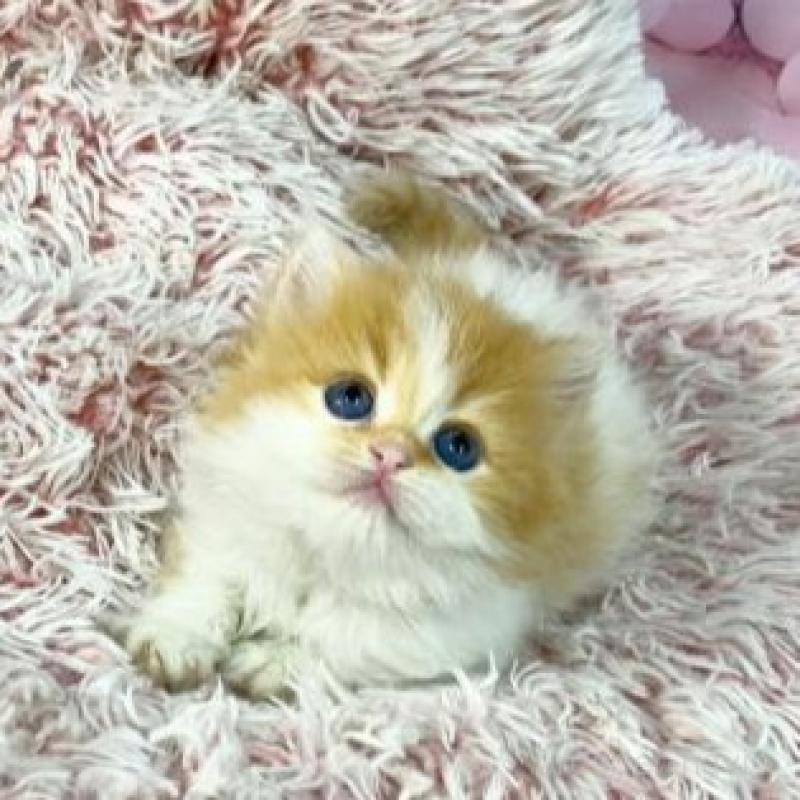 販売中の大阪府のスコティッシュフォールド-140104の5枚目