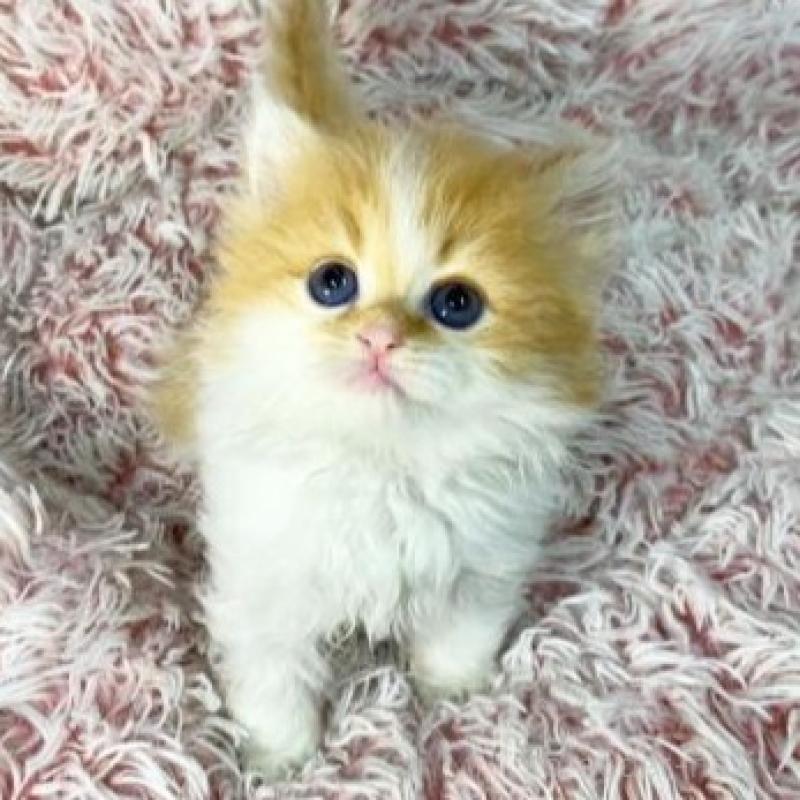 販売中の大阪府のスコティッシュフォールド-140104の4枚目