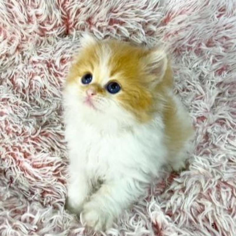 販売中の大阪府のスコティッシュフォールド-140104の3枚目