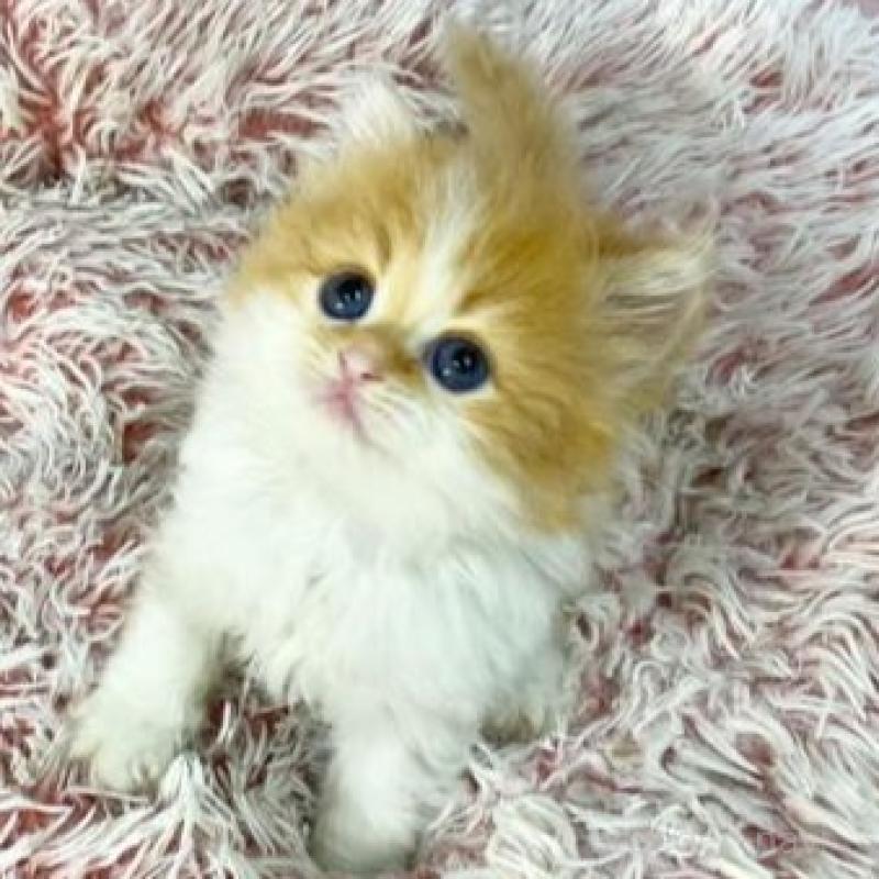 販売中の大阪府のスコティッシュフォールド-140104の2枚目