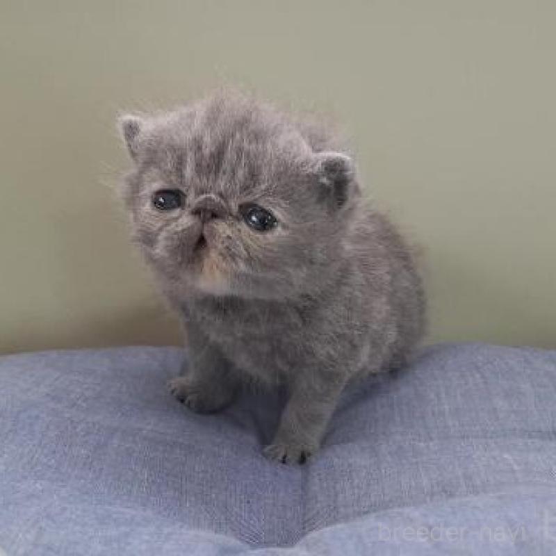 販売中の岐阜県のエキゾチックショートヘア-140105の6枚目