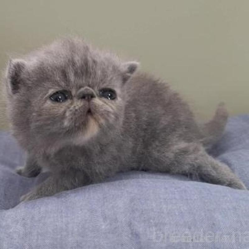 販売中の岐阜県のエキゾチックショートヘア-140105の5枚目