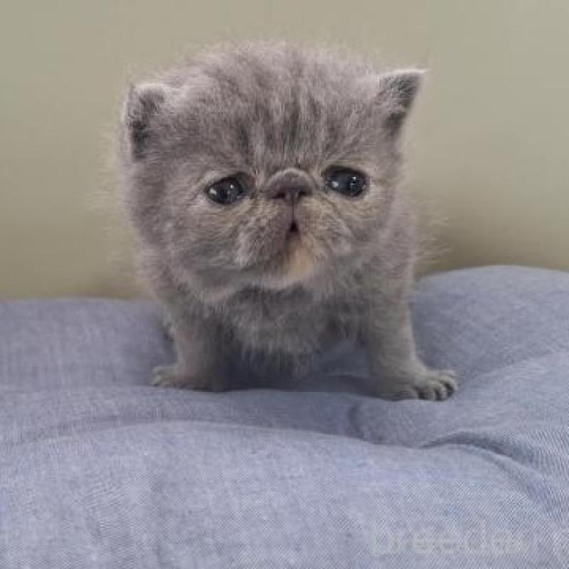 販売中の岐阜県のエキゾチックショートヘア-140105の4枚目