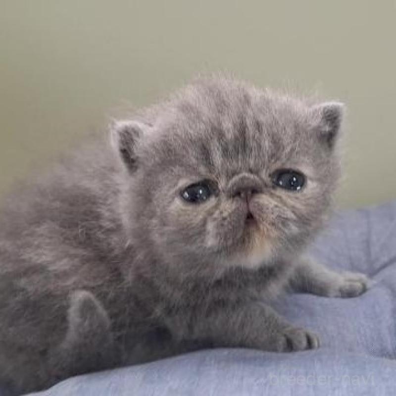 販売中の岐阜県のエキゾチックショートヘア-140105