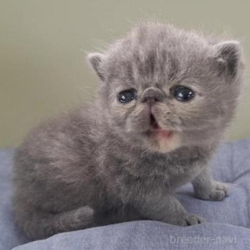 販売中の岐阜県のエキゾチックショートヘア-140105の2枚目