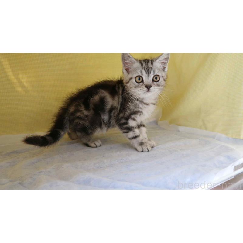 販売中の東京都のミヌエット-140106の4枚目