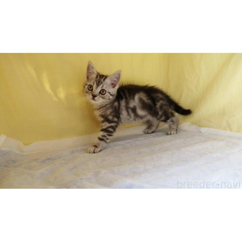 販売中の東京都のミヌエット-140106の3枚目