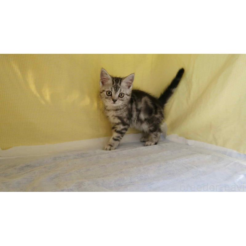 販売中の東京都のミヌエット-140106の2枚目