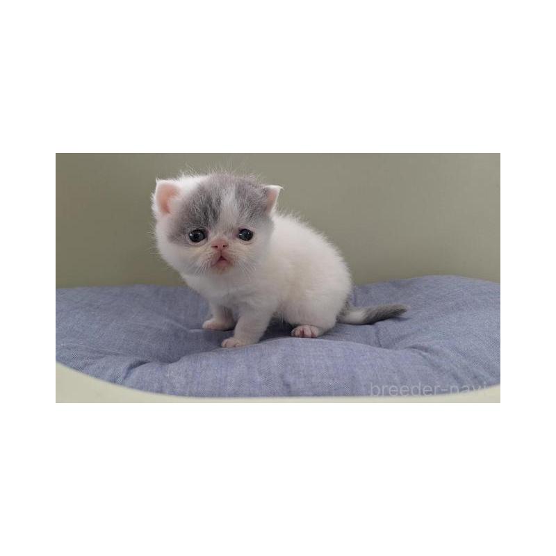 販売中の岐阜県のエキゾチックショートヘア-140107の6枚目