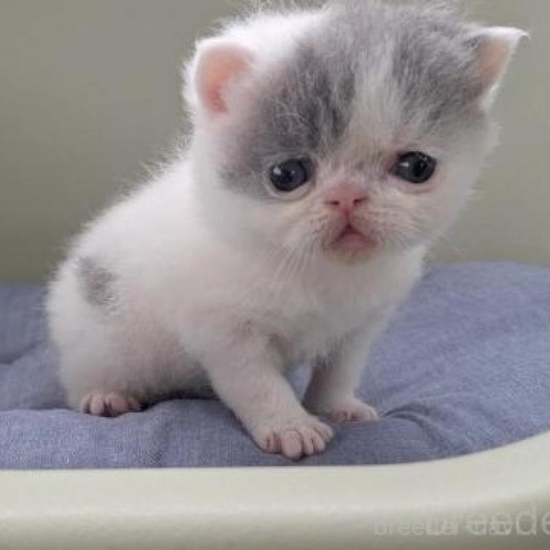 販売中の岐阜県のエキゾチックショートヘア-140107の5枚目