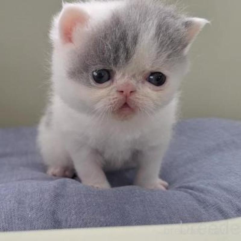 販売中の岐阜県のエキゾチックショートヘア-140107の4枚目