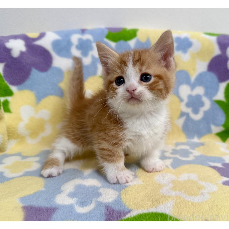 販売中の神奈川県のマンチカン-139630