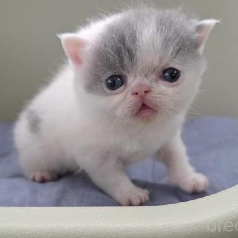 販売中の岐阜県のエキゾチックショートヘア-140107