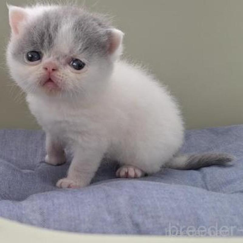 販売中の岐阜県のエキゾチックショートヘア-140107の3枚目