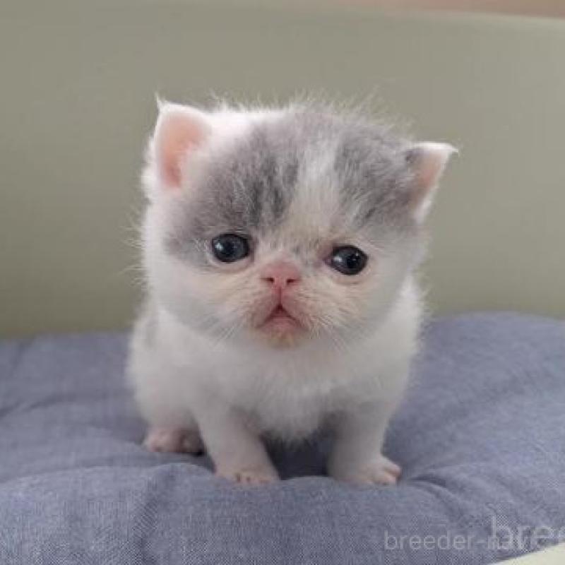 販売中の岐阜県のエキゾチックショートヘア-140107の2枚目