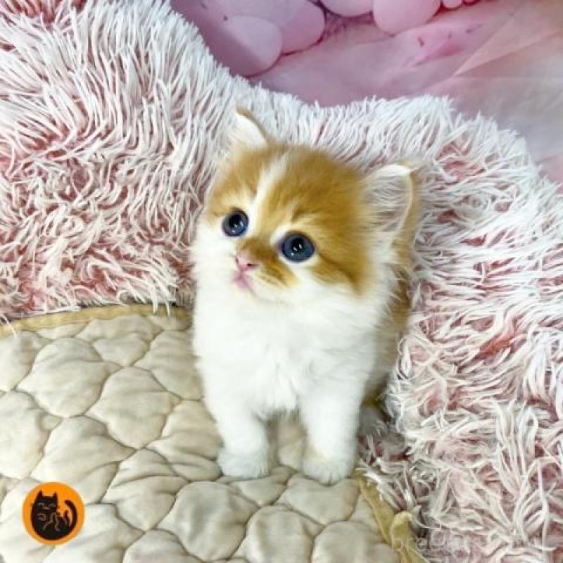 販売中の大阪府のスコティッシュフォールド-140108の1枚目