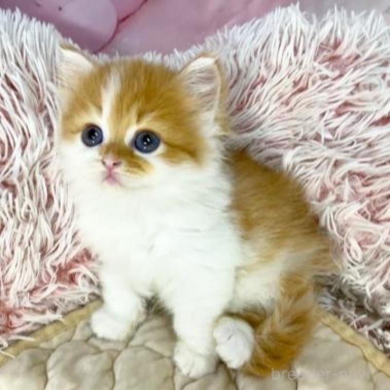 販売中の大阪府のスコティッシュフォールド-140108の6枚目