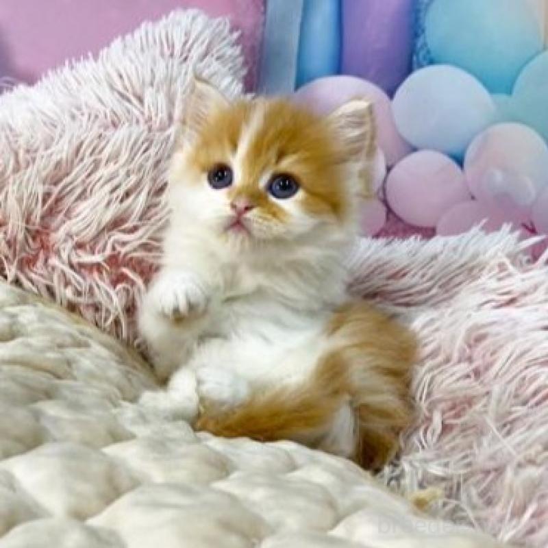 販売中の大阪府のスコティッシュフォールド-140108の4枚目