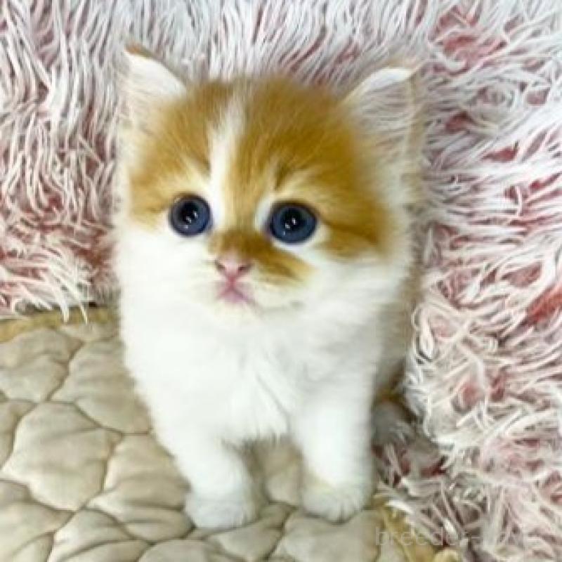 販売中の大阪府のスコティッシュフォールド-140108の3枚目