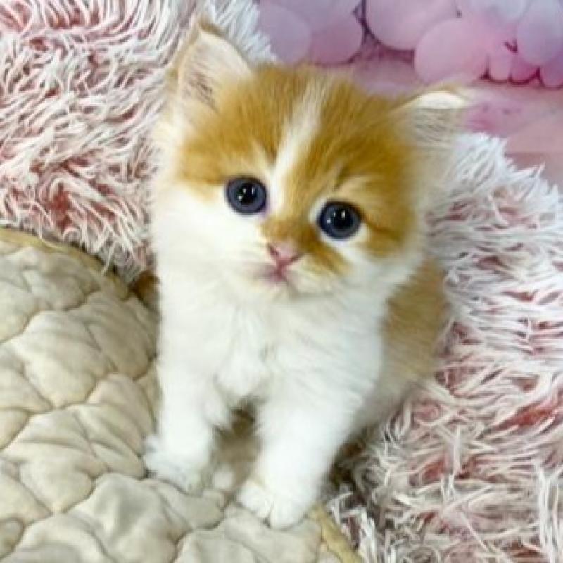 販売中の大阪府のスコティッシュフォールド-140108の2枚目