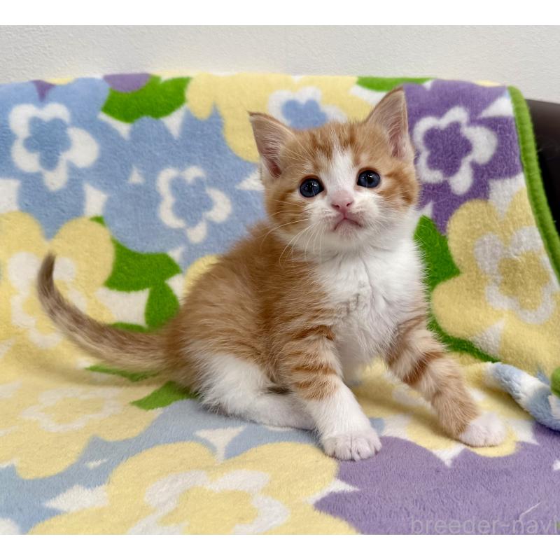 販売中の神奈川県のマンチカン-139633