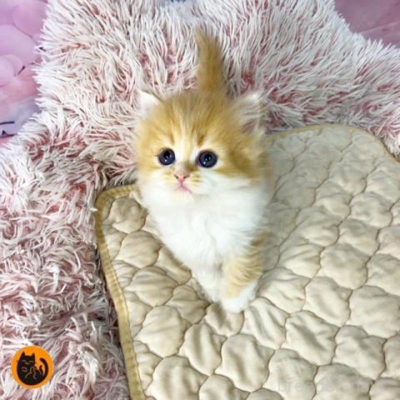 販売中の大阪府のスコティッシュフォールド-140109の1枚目