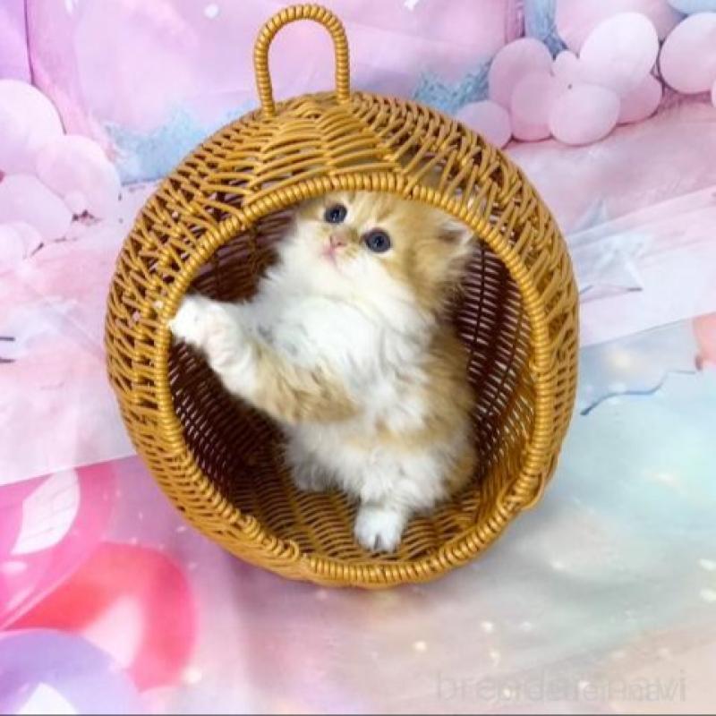 販売中の大阪府のスコティッシュフォールド-140109の6枚目