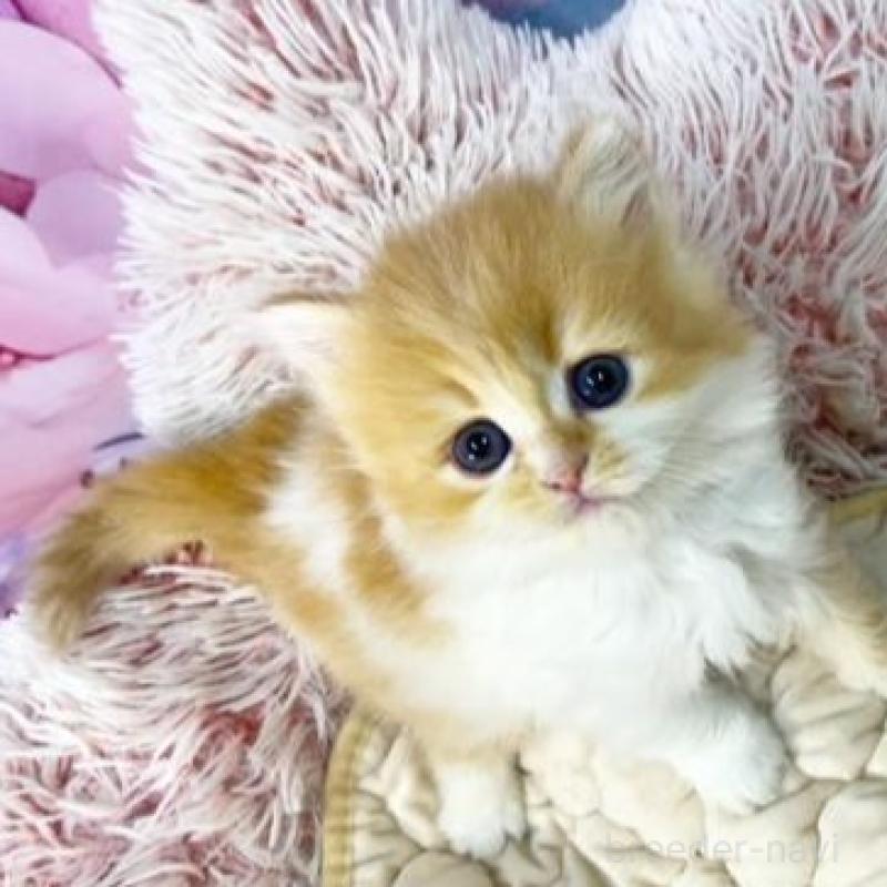 販売中の大阪府のスコティッシュフォールド-140109の5枚目