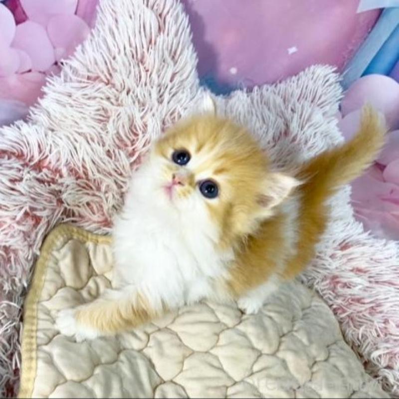 販売中の大阪府のスコティッシュフォールド-140109の4枚目