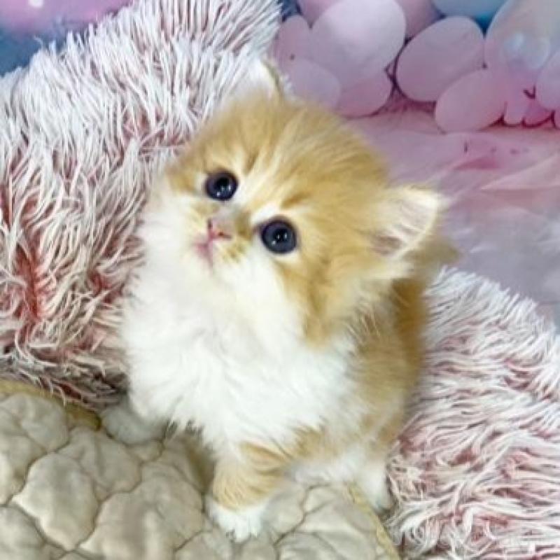 販売中の大阪府のスコティッシュフォールド-140109の3枚目