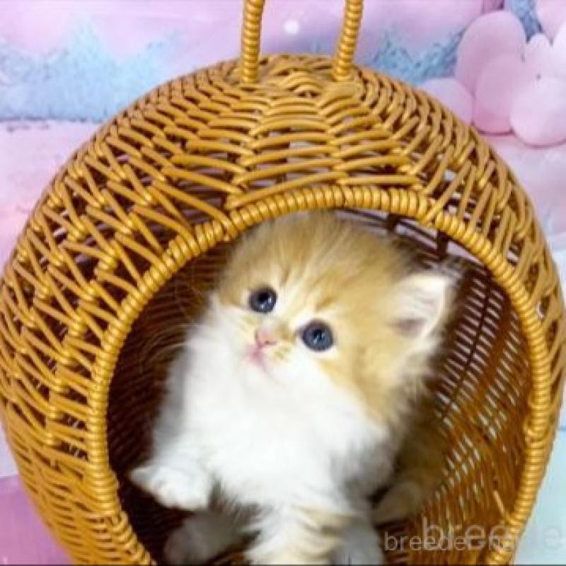 販売中の大阪府のスコティッシュフォールド-140109の2枚目