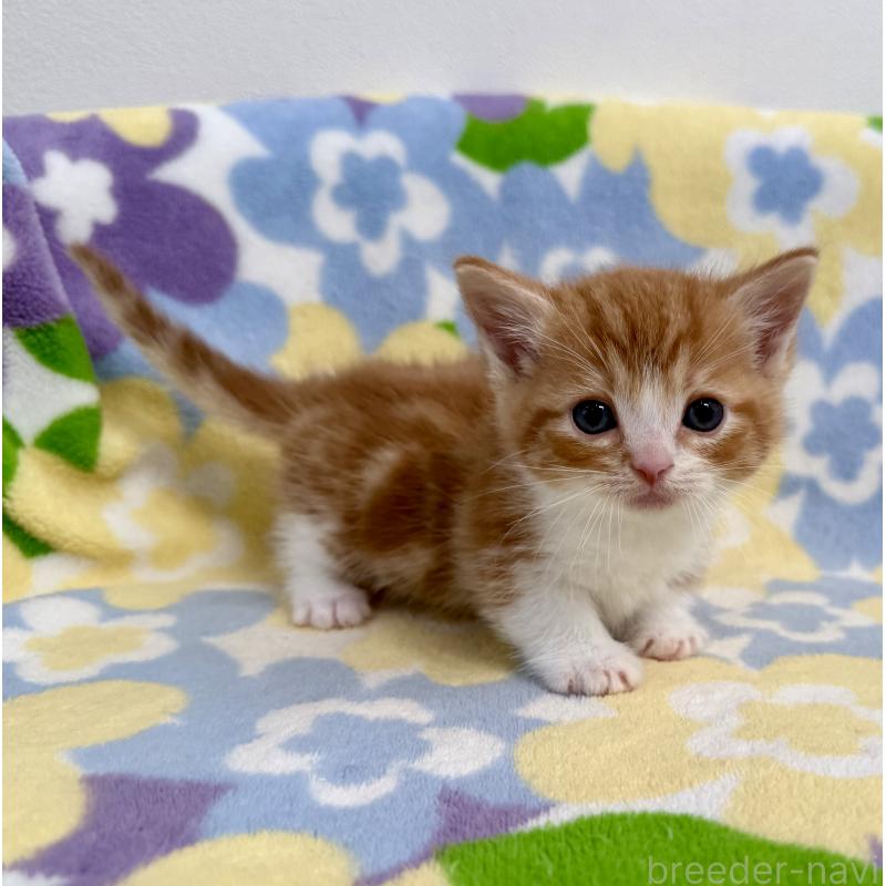 販売中の神奈川県のマンチカン-140111の9枚目