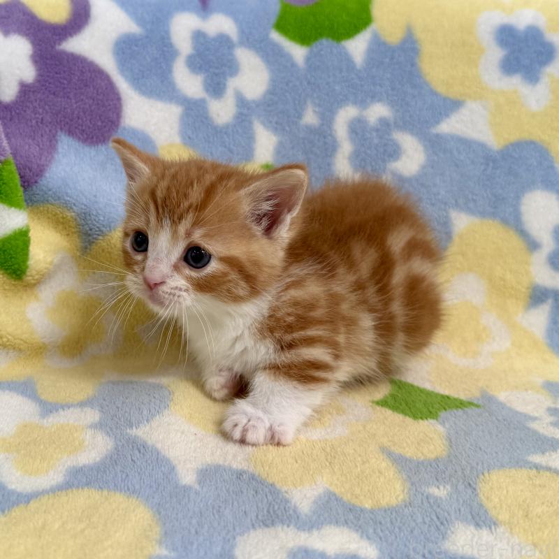 販売中の神奈川県のマンチカン-140111の8枚目