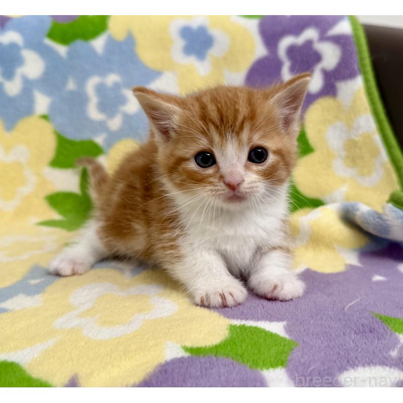 販売中の神奈川県のマンチカン-140111の1枚目