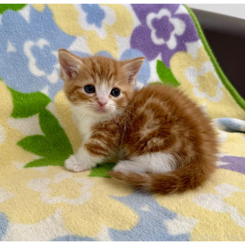 販売中の神奈川県のマンチカン-140111の7枚目