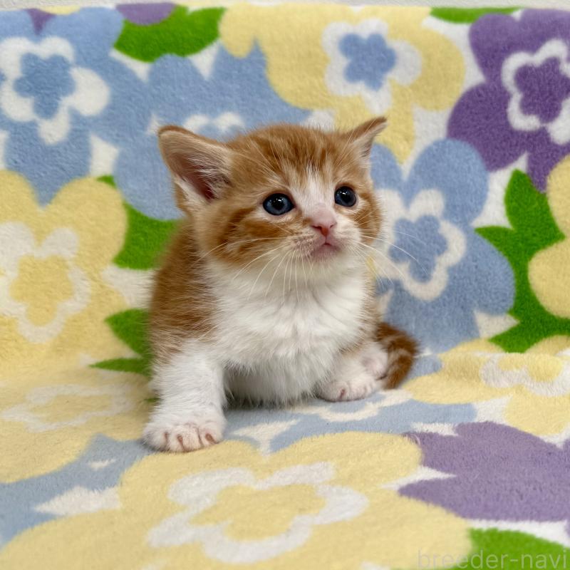 販売中の神奈川県のマンチカン-140111の6枚目