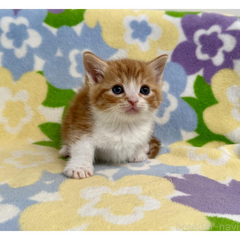 販売中の神奈川県のマンチカン-140111の5枚目