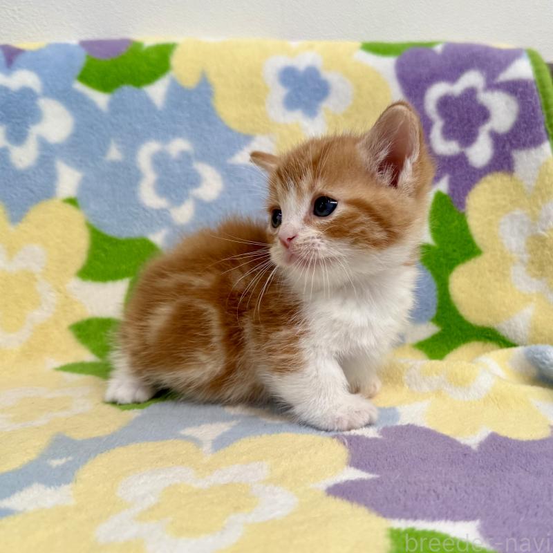 販売中の神奈川県のマンチカン-140111の4枚目