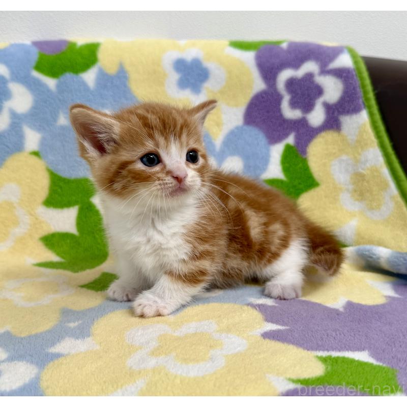 販売中の神奈川県のマンチカン-140111の3枚目