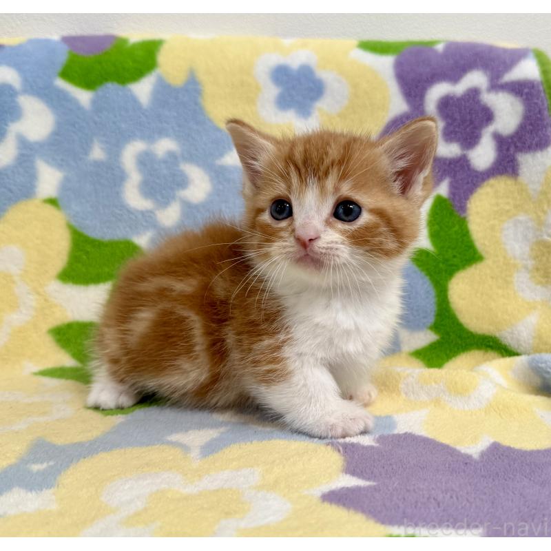 販売中の神奈川県のマンチカン-140111の2枚目