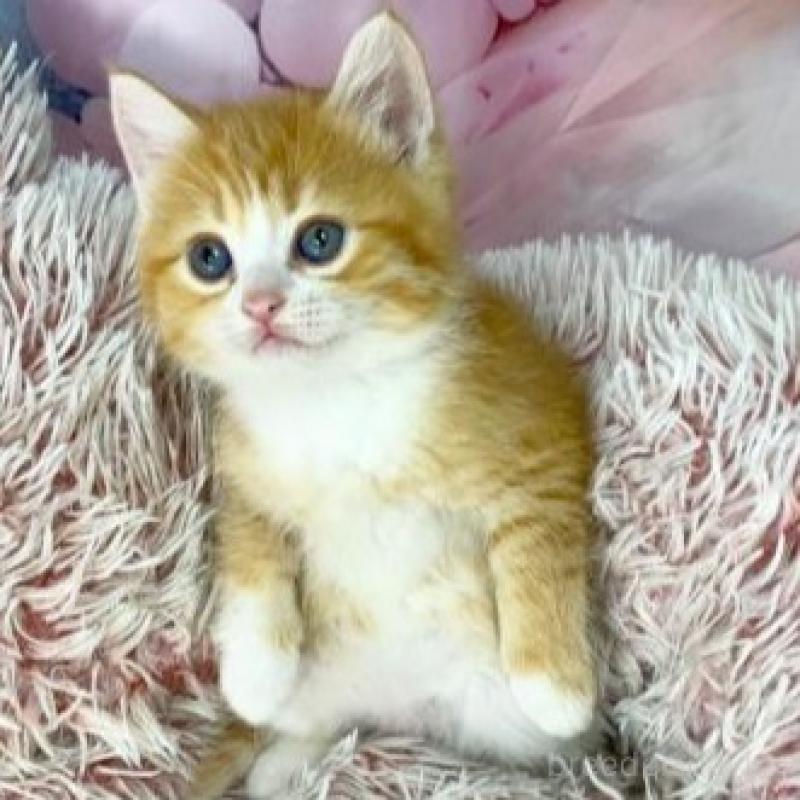 販売中の大阪府のマンチカン-140110の6枚目