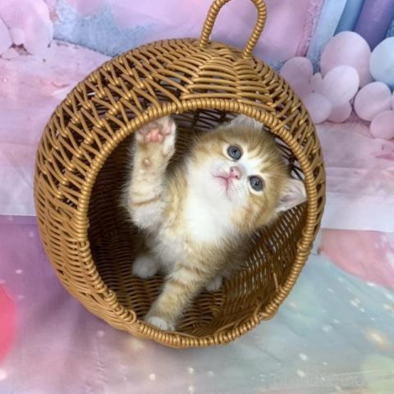 販売中の大阪府のマンチカン-140110の5枚目