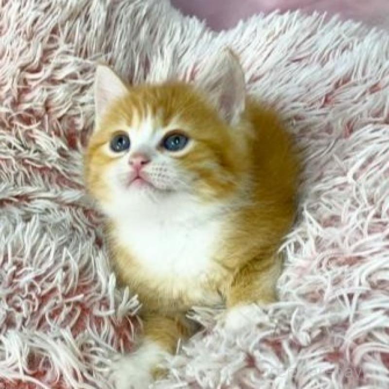 販売中の大阪府のマンチカン-140110の4枚目