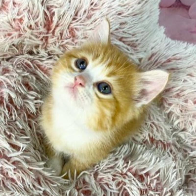 販売中の大阪府のマンチカン-140110の3枚目