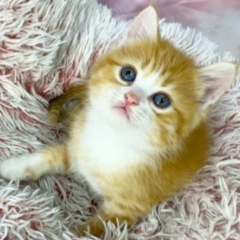 販売中の大阪府のマンチカン-140110の2枚目