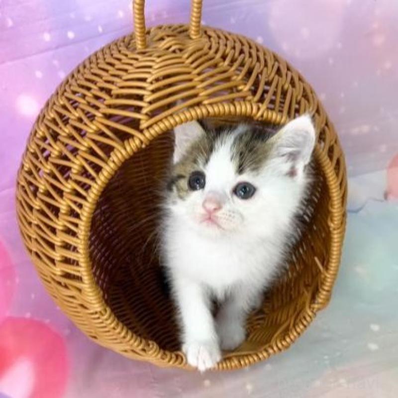 販売中の大阪府のマンチカン-140112の6枚目