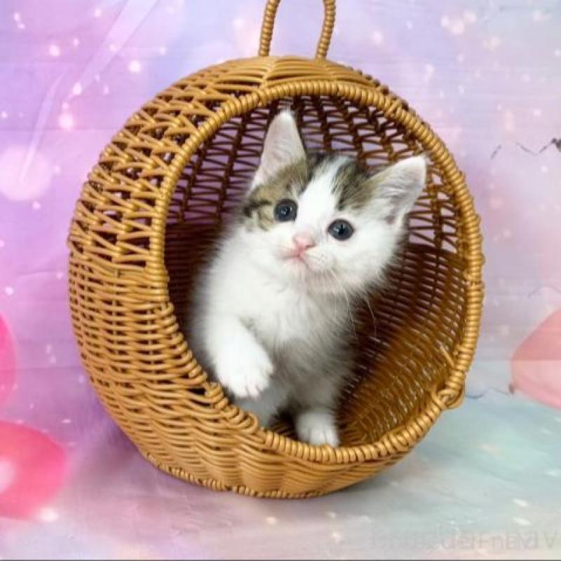 販売中の大阪府のマンチカン-140112の5枚目