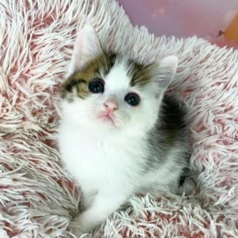 販売中の大阪府のマンチカン-140112の4枚目